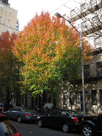 Autumn, Yorkville