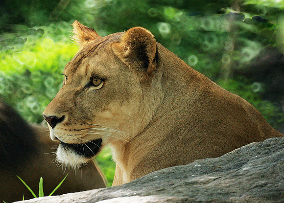 Lioness, Bronx Zoo