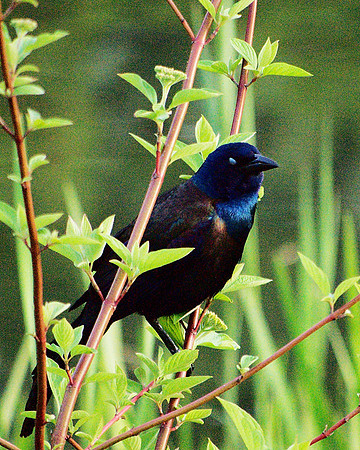 Grackle in the reeds, Turtle Pond