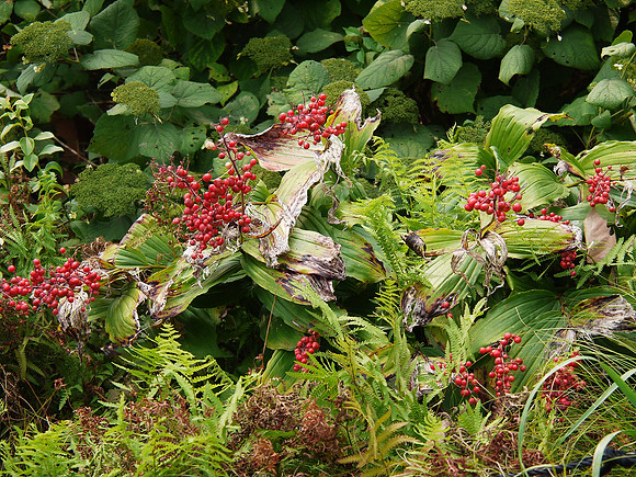 At the Brooklyn Botanic Garden