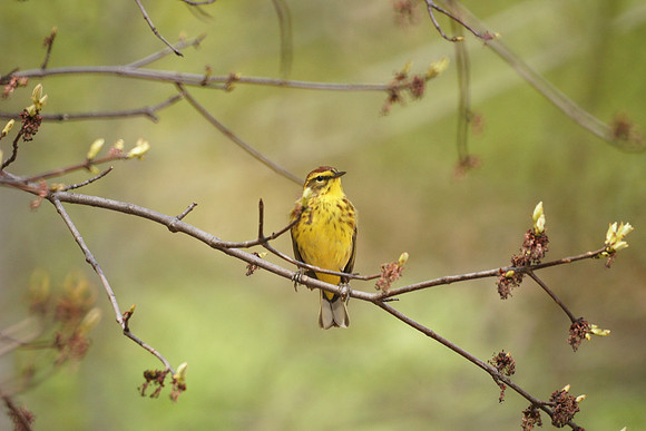 Palm Warbler, NY Botanical Garden