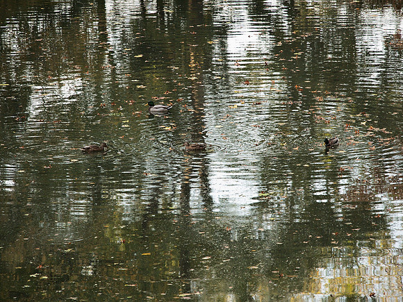 Mallards on the Upper Lobe, Central Park Lake