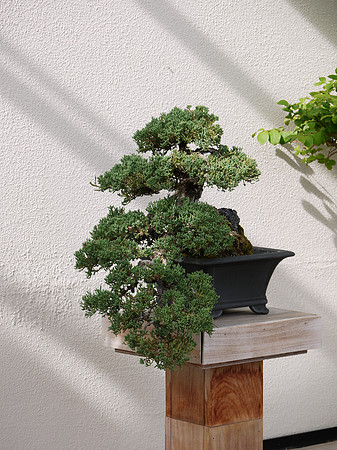 Bonsai juniper, Longwoord Gardens