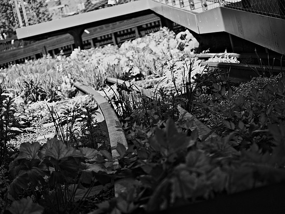 The High Line