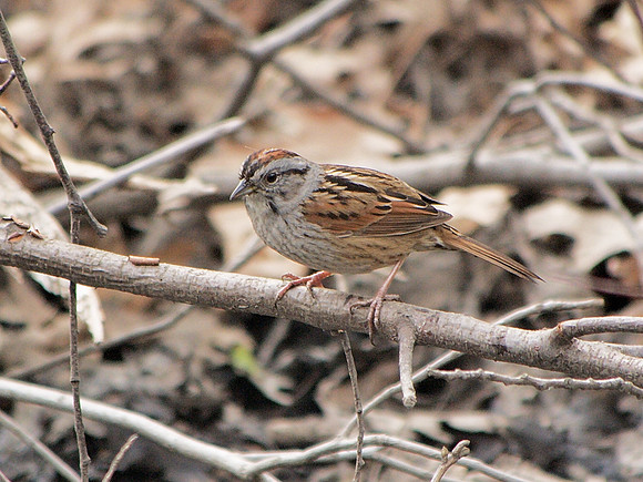 Swamp Sparrow, Central Park