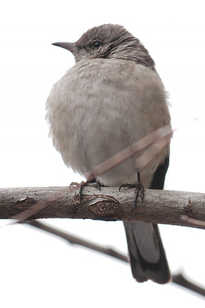 Mockingbird, West 81st Street
