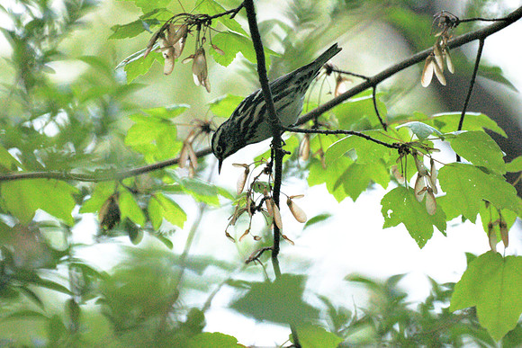 Black-and-White Warbler, Central Park
