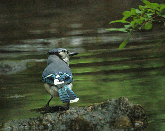 bluejay bathing