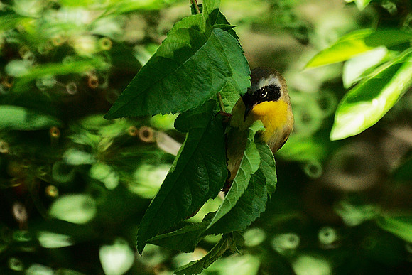 Yellowthroat, all bashful