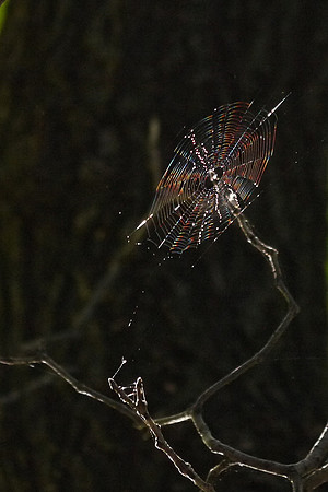 Spiderweb, Central Park