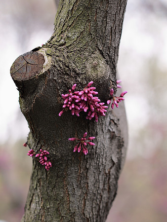 Redbud, Central Park