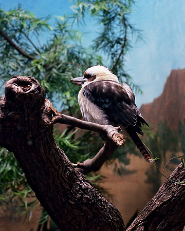 Kookaburra