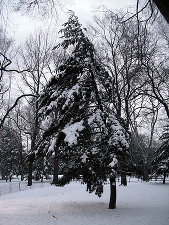evergreen monochrome