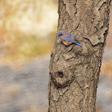 Eastern Bluebird, Central Park