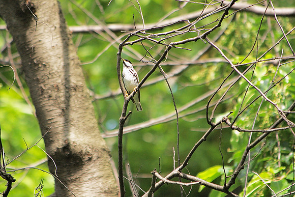 Blackpoll Warbler, Central Park