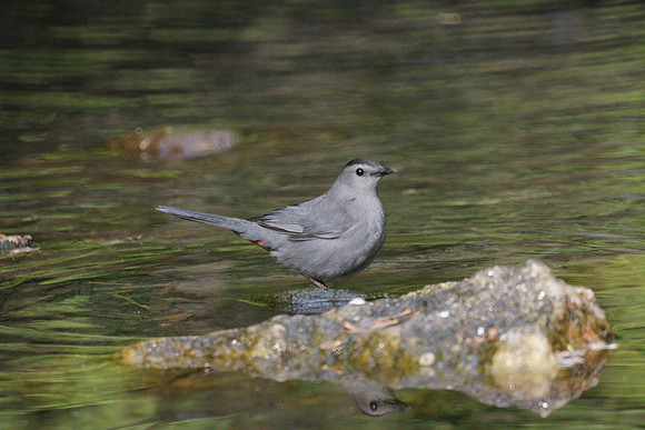 Catbird, Central Park