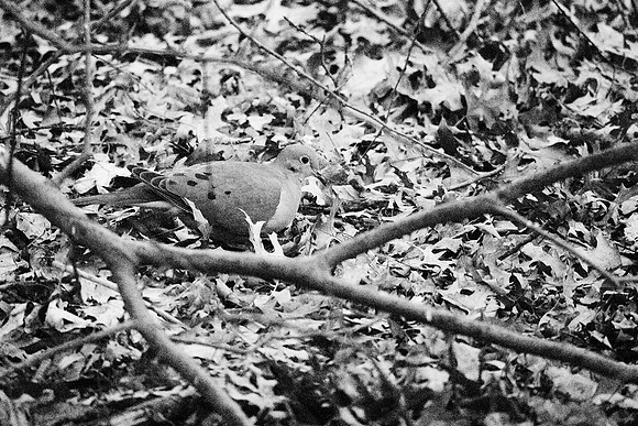 Mourning Dove, blending in