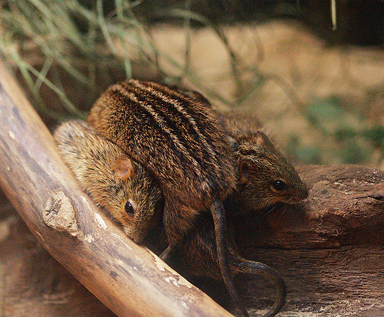 African Striped Mice