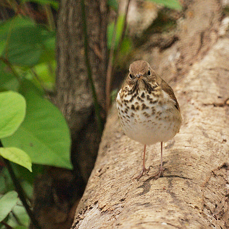 Cartoon bird