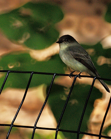 Eastern Phoebe, Central Park