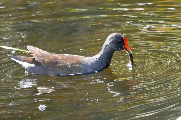 Common Gallinule, Green Cay