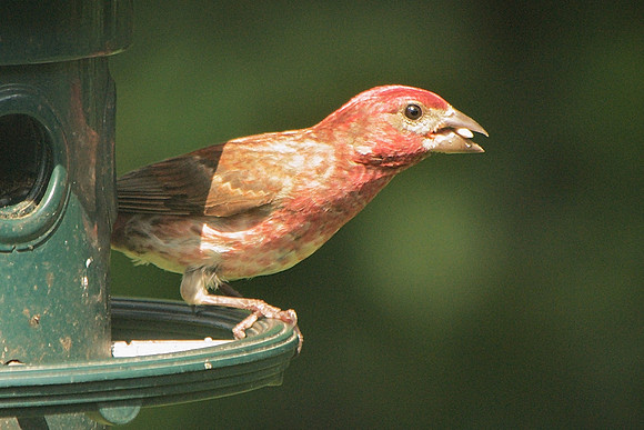 Purple Finch, Traveler Food and Books