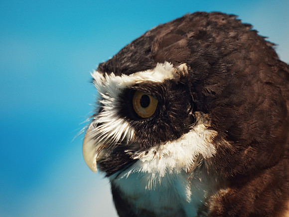 Spectacled Owl