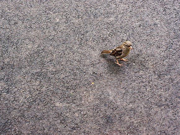 minimal sparrow