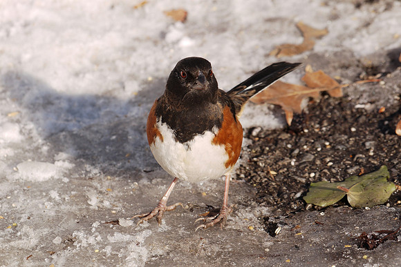 Bold Towhee