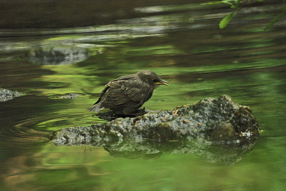 Baby Starling!