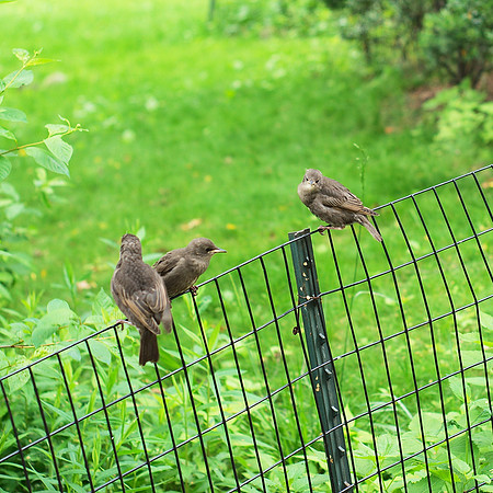 Baby Starlings, Central Park