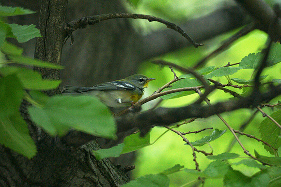 Northern Parula, Central Park