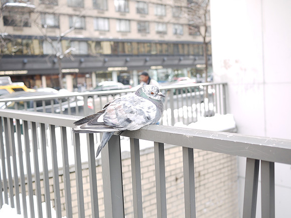 Pigeon, Yorkville