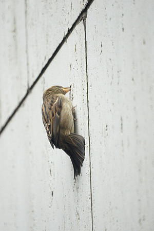 House Sparrow, Grace Plaza