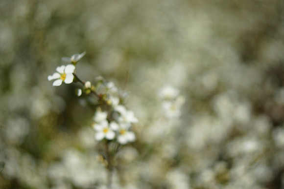 "Silent in all of the gardens,  for today we have naming of parts."