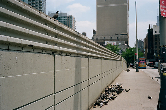 Pigeons, Hell's Kitchen
