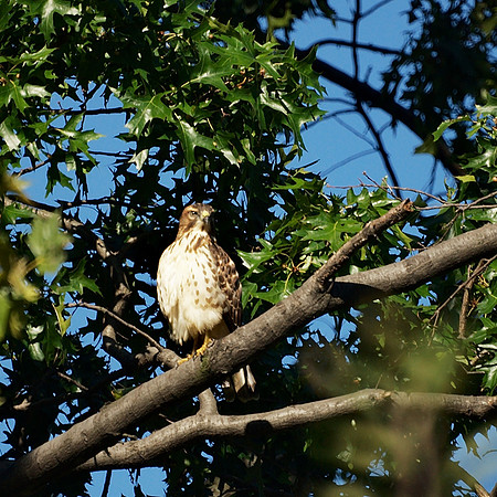 Broad-Winged Hawk, Central Park