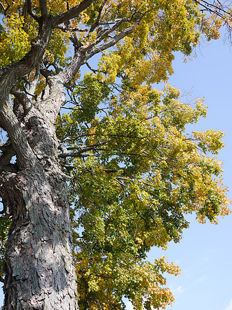 Tree, Dutchess County Fairgrounds
