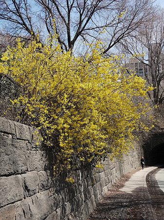 Forsythias in bloom, 79th Street Transverse