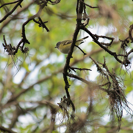 Blue-Headed Vireo, Central Park