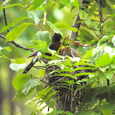 Robin's nest