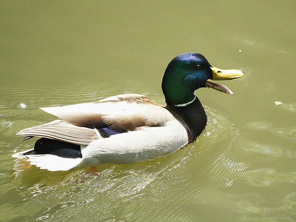 duck on the move