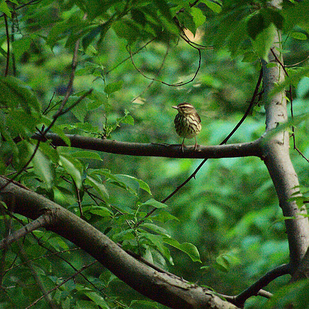 Northern Waterthrush