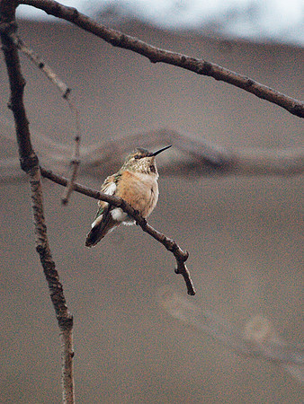 Rufous Hummingbird, Theodore Roosevelt Park