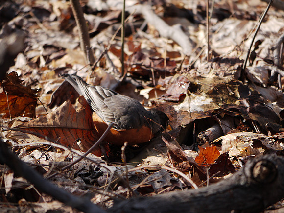 Robin, Longwood
