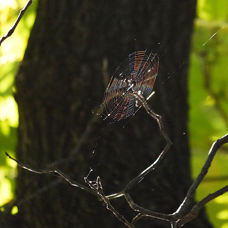 Spiderweb, Central Park