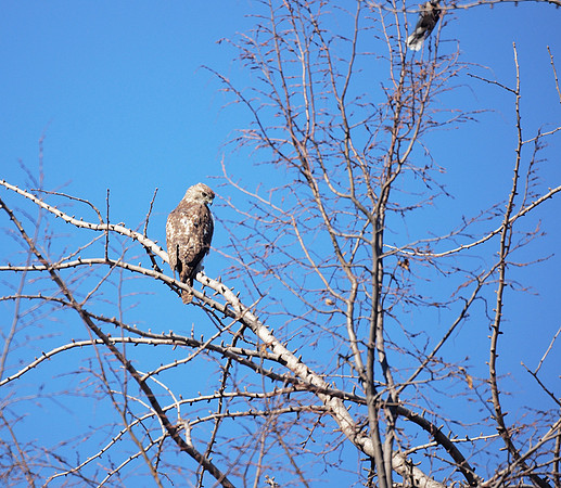 Cooper's Hawk, Central Park