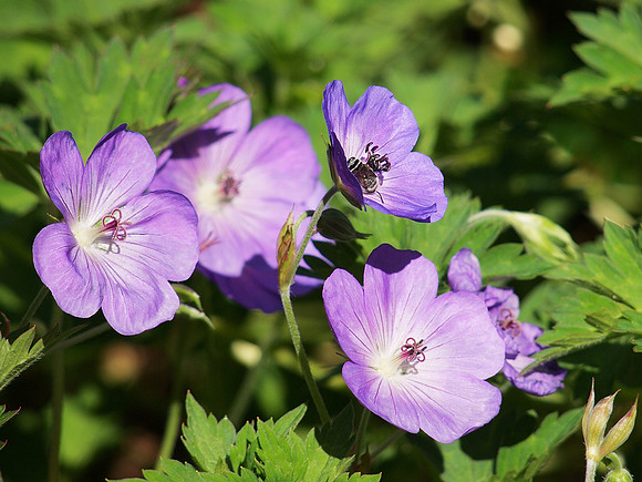 Geraniums and bee, Carl Schurz Park