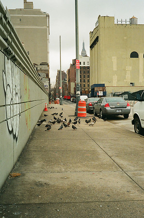 Pigeons, West 30s