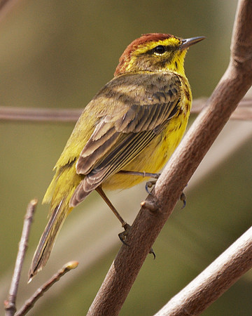 Palm Warbler, NY Botanical Garden